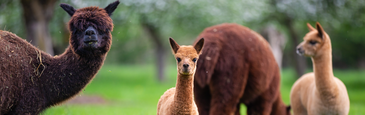 pack of alpacas