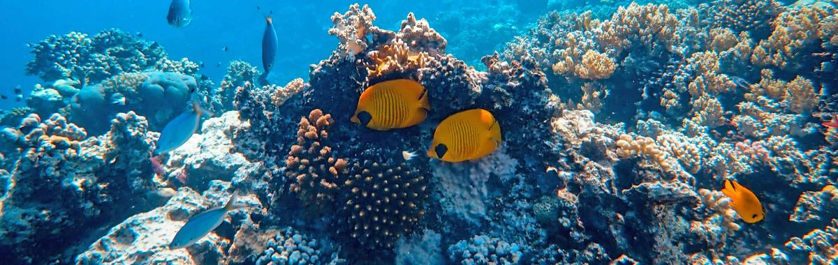woman with beret looking at the Eiffel Tower in Paris, France