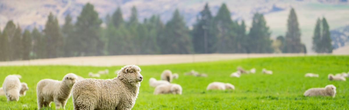 Heard of Sheep in New Zealand