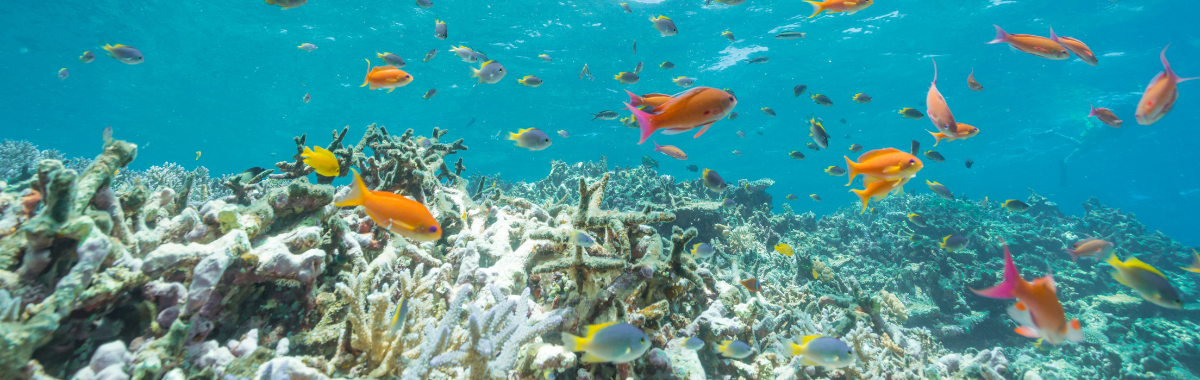 marine life fish and coral