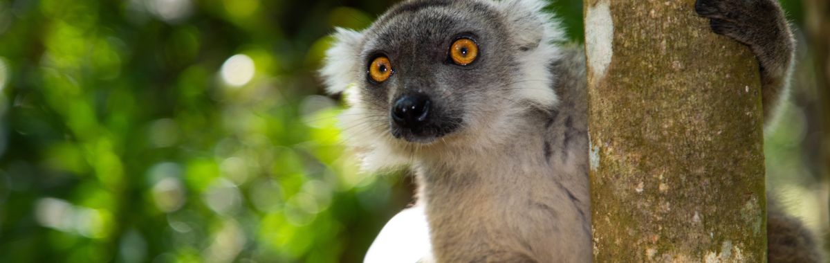 Lemur in a tree