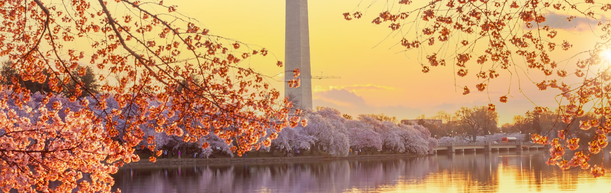 George Washington Memorial with cherry blossoms all around it