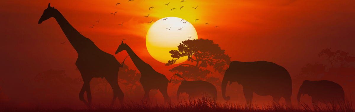 different safari animals walking together with the sunsetting behind them