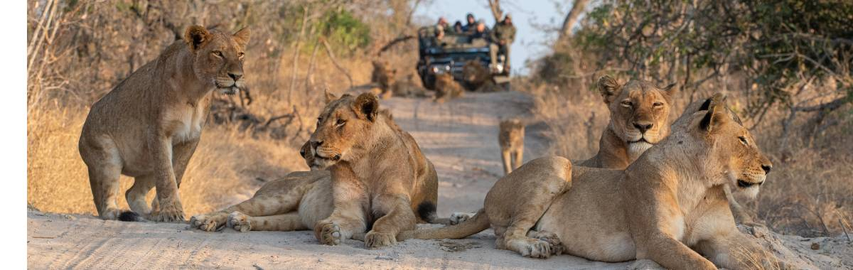 lions in the road with onlookers on safari
