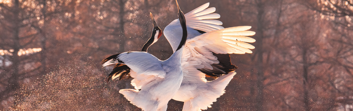 Japanese Red-Crowned Crane