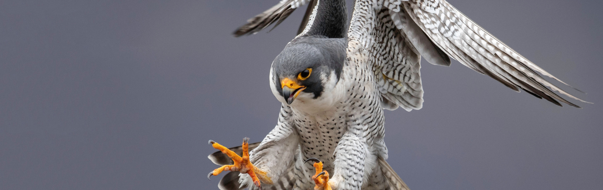 Peregrine Falcon