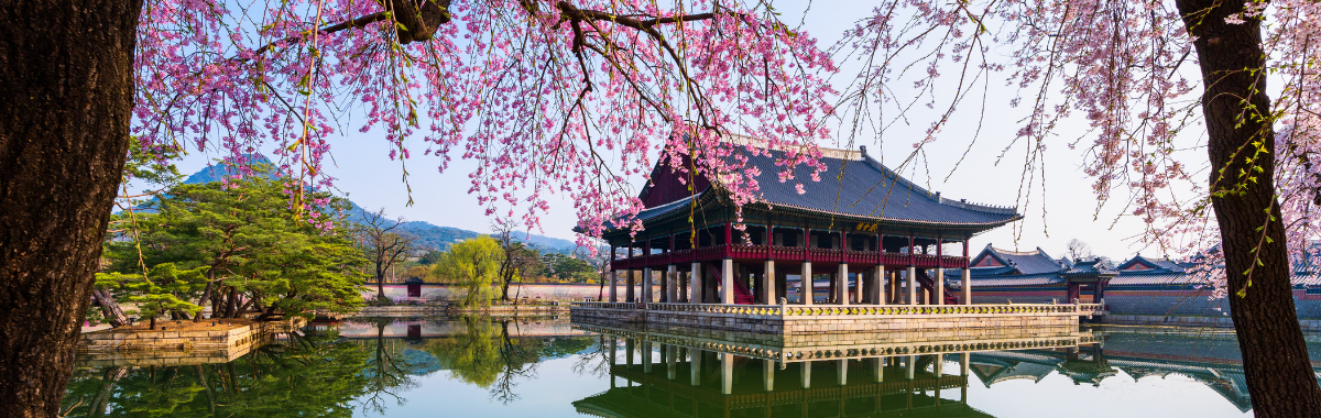 South Korean traditional home with cherry blossom