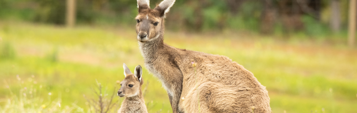 baby and parent kangaroo in a field