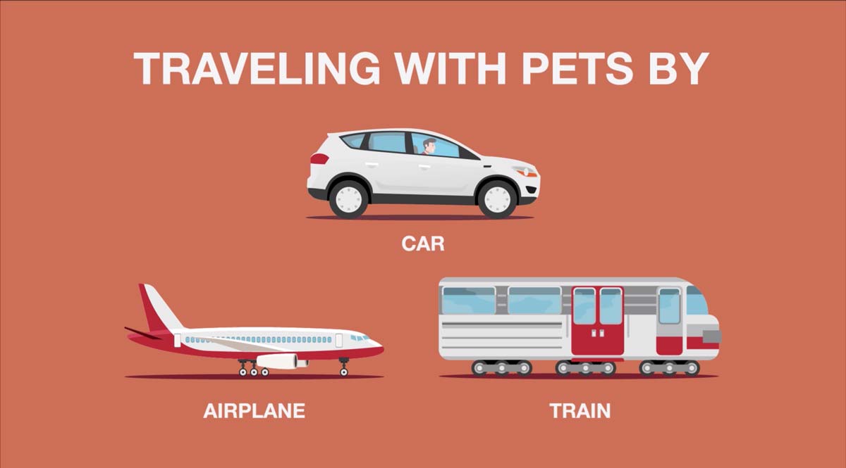 14 Tips for Traveling with Dogs and Cats by Plane, Train and Car