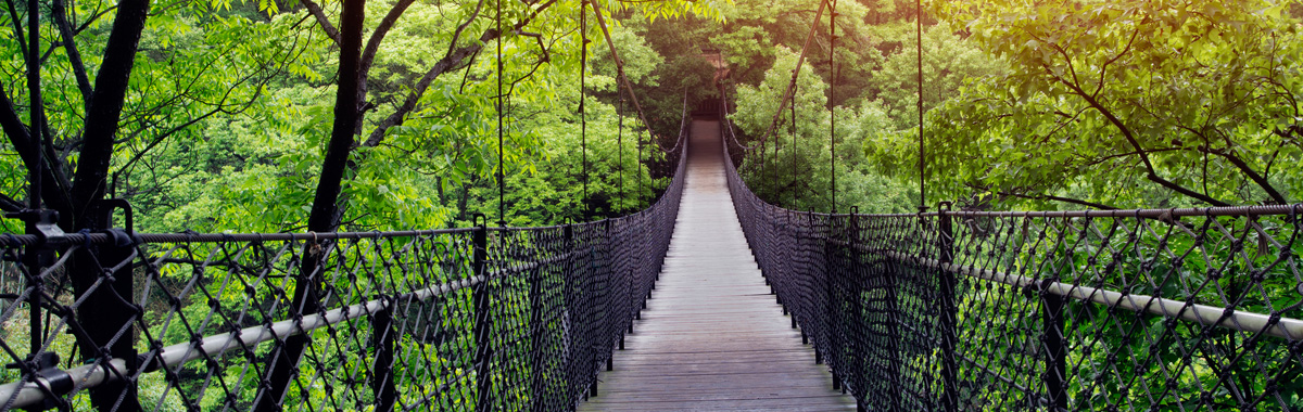 Bridge through a canopy of trees in a forest, the perfect place for eco-friendly travel tips