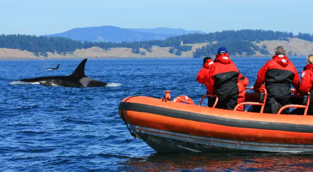 Whale Watching Trips
