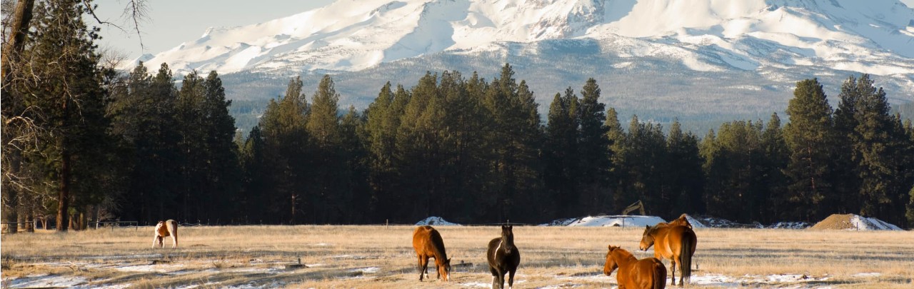 ranch with horses, trees and mountains in the distance