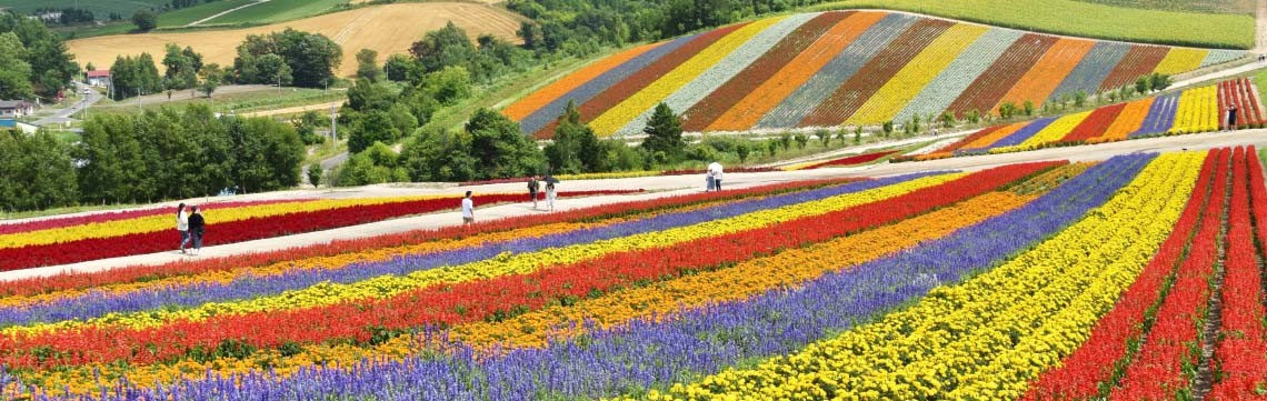 colorful flower fields of Hokkaido, Japan