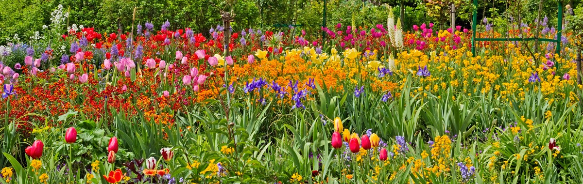 beautiful botanical garden with flowers
