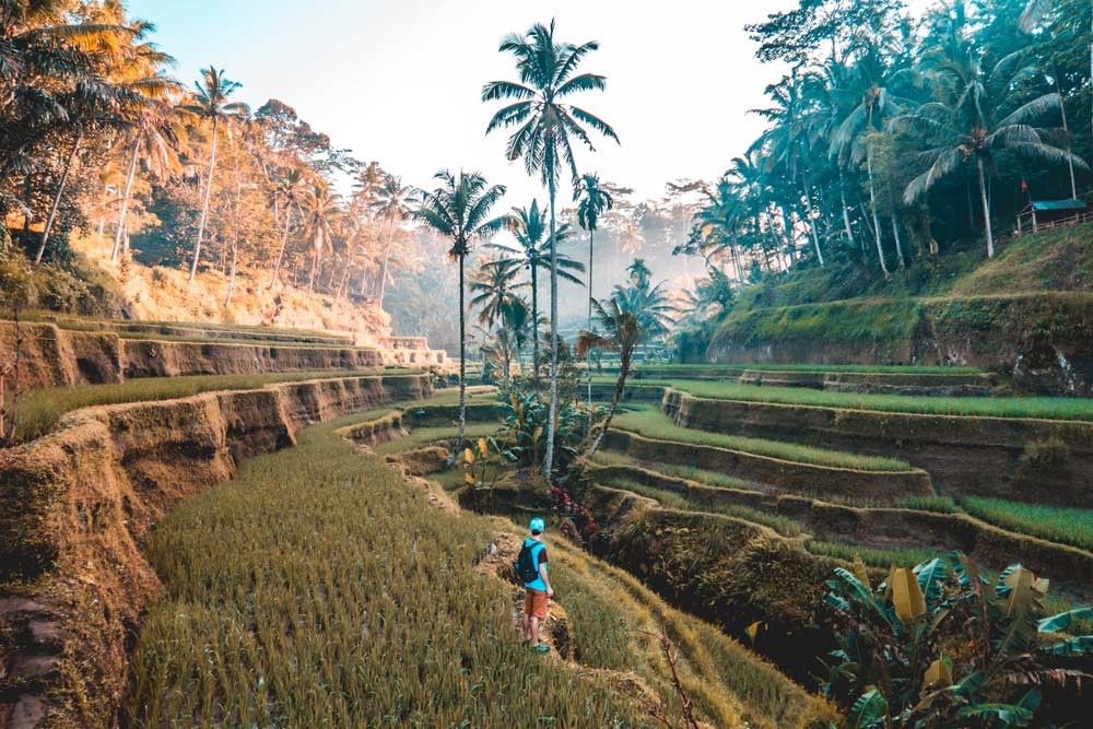 man standing in the tagallang rice fields in Bali