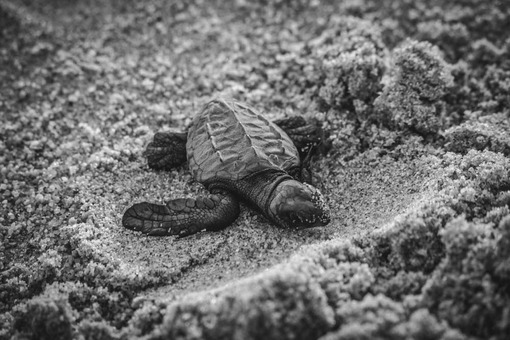 baby sea turtle on the beach