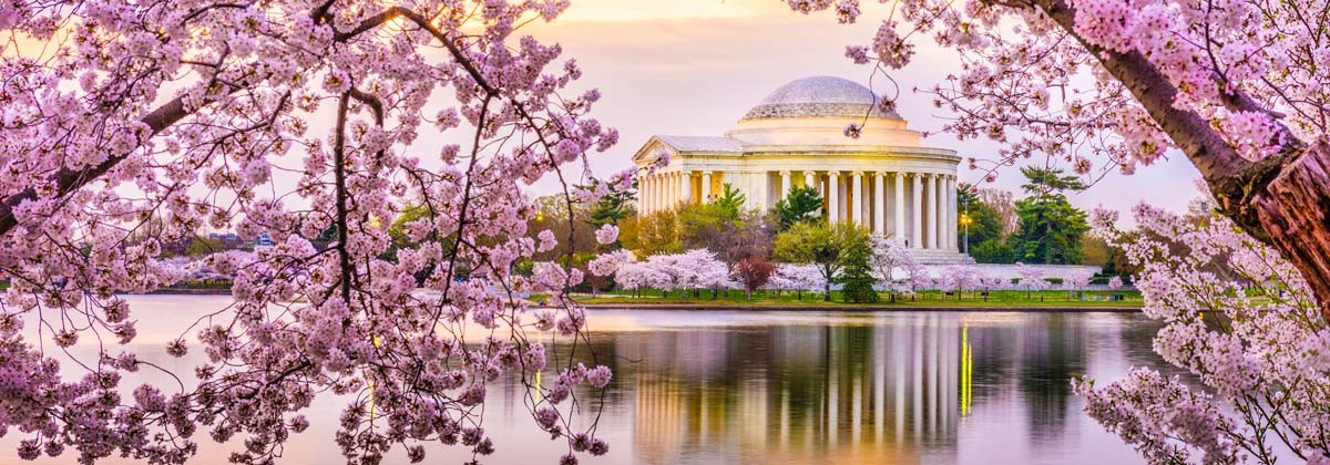 cherry blossoms blooming in Washington D.C. with Jefferson Memorial in the background