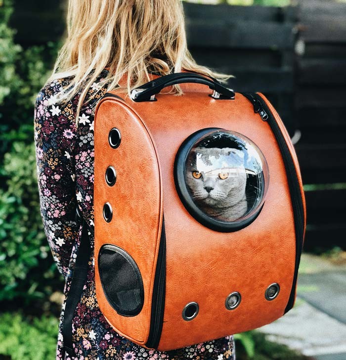 cat in a backpack carrier