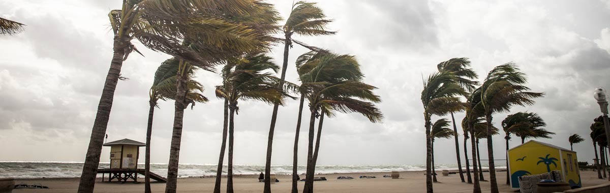 hurricane winds blowing palm trees on the beach